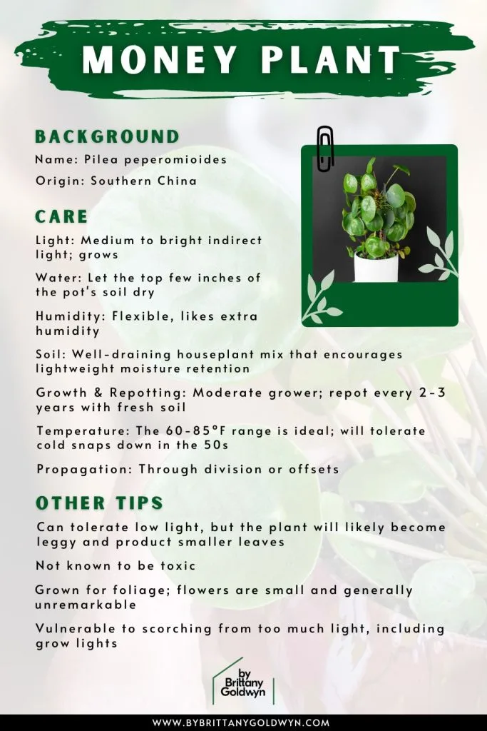 Complete guide to Chinese money plant care | Patch Plants