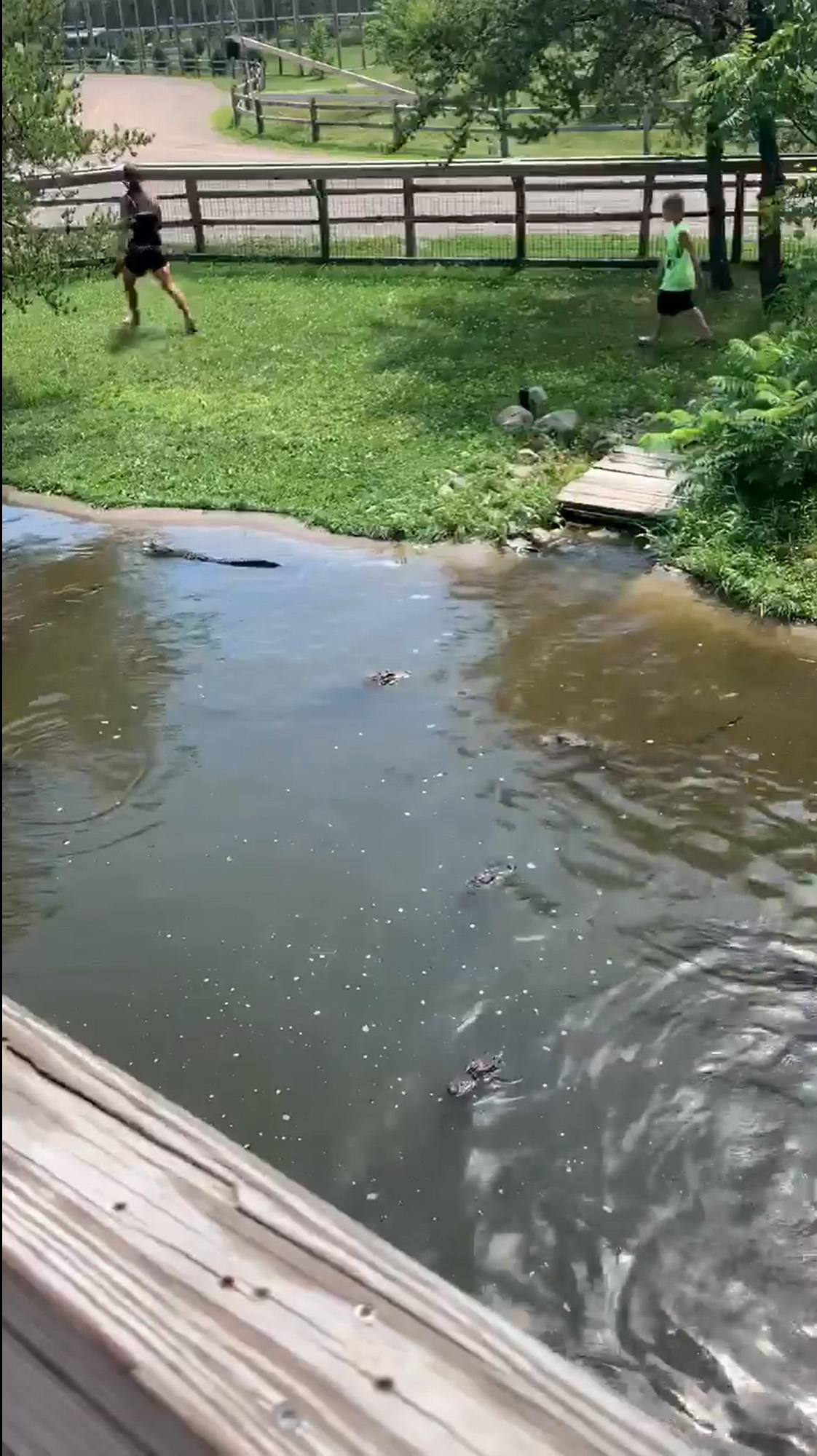 Mom Rescues Lost Wallet from Alligator Pit