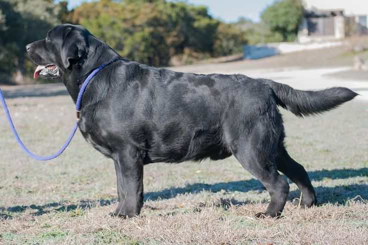 Labrador Retriever Puppies for sale in Bangalore | Labrador Retriever Price in Bangalore