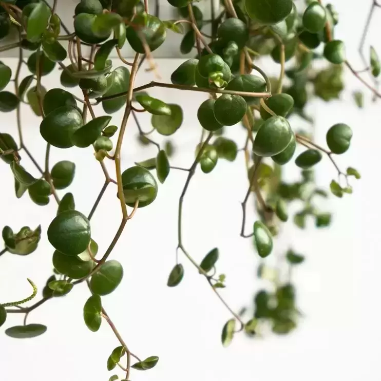 Peperomia Pepperspot Baby Plant - String of Coins | Free UK Delivery