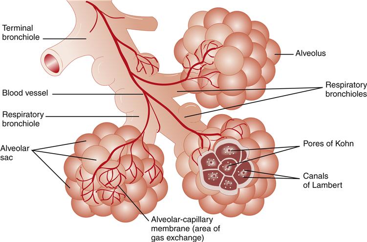 Histology, Alveolar Cells - StatPearls - NCBI Bookshelf