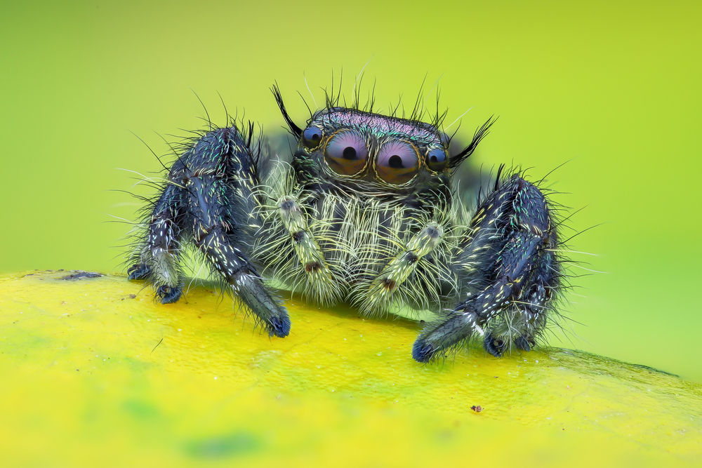 Selectively bred pet jumping spiders for sale in UK