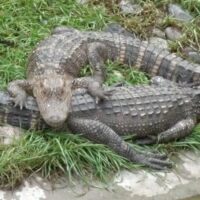 Woman w/Young Son Climbs in Alligator Pit - Blogs & Forums