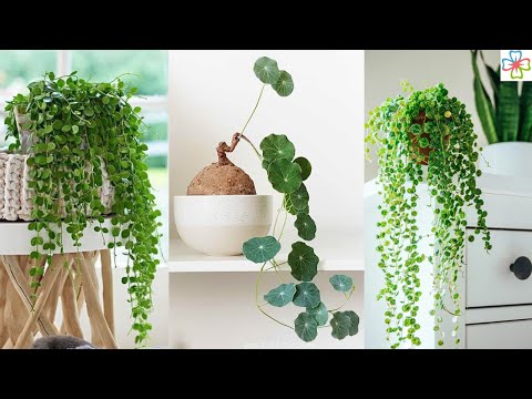 How to Care for a Peperomia Plant | BBC Gardeners World Magazine