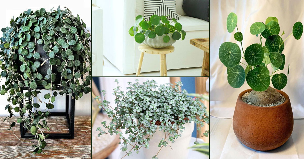 Peperomia Pepperspot Green Coins Plant Stock Photo | Shutterstock