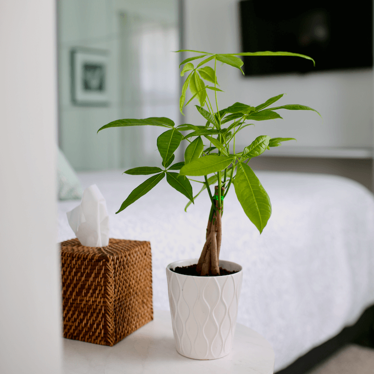 3 Ways to Take Care of a Chinese Money Plant - wikiHow