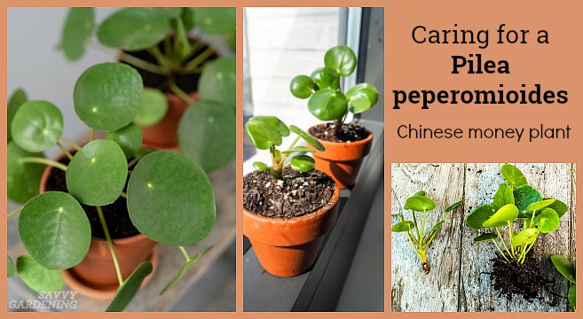 Chinese Money Plant Tips - How to Care for a Pilea Peperomioides