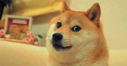 Urban Dictionary: such doge