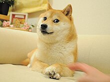 Kabosu, Dog Who Inspired Global “Doge” Meme, Is on Its Deathbed