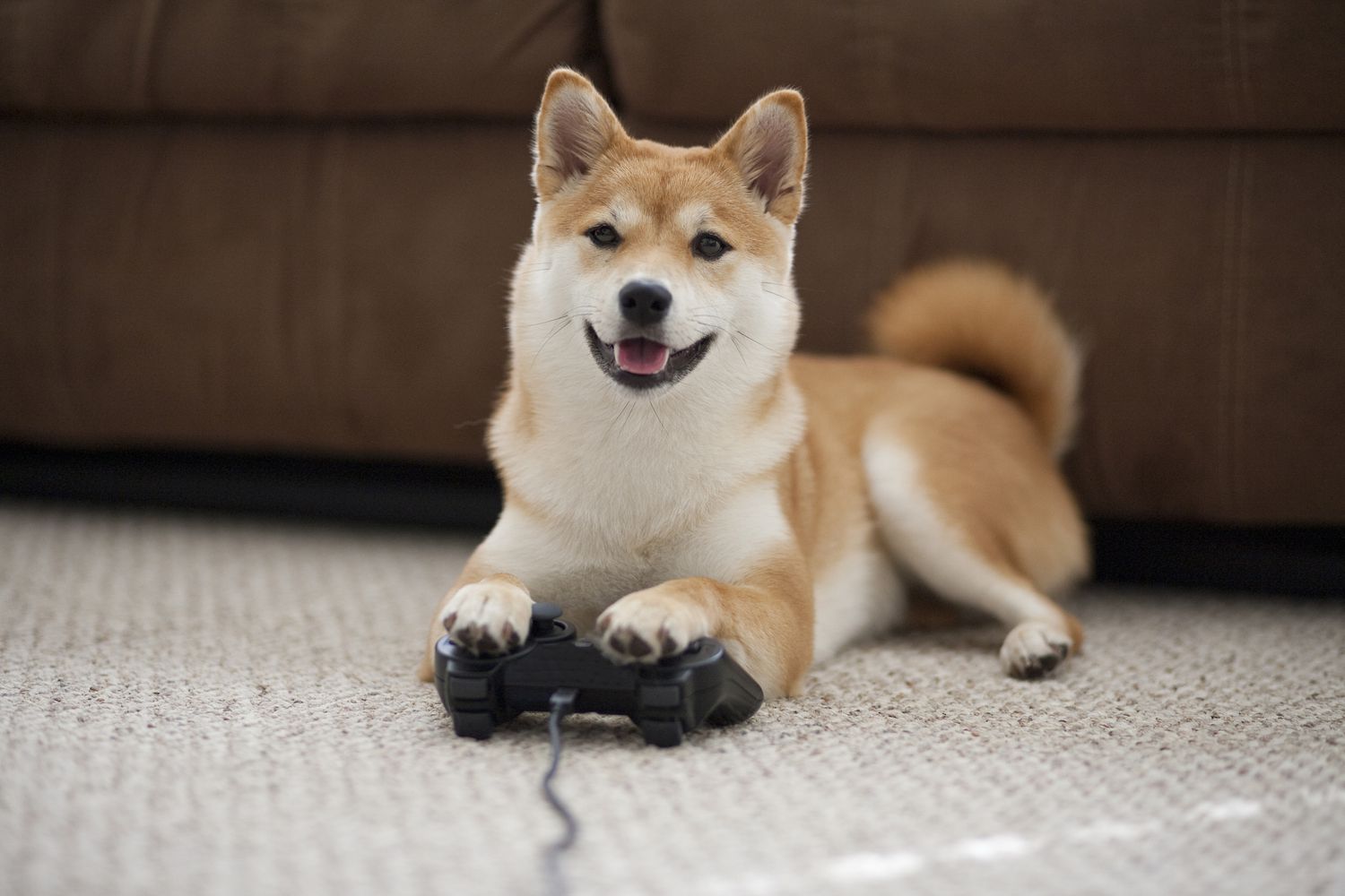 Love Doge - Play Love Doge Game Online
