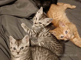 Cats For Sale in Bangalore : Buy Pet Kittens Online Near You