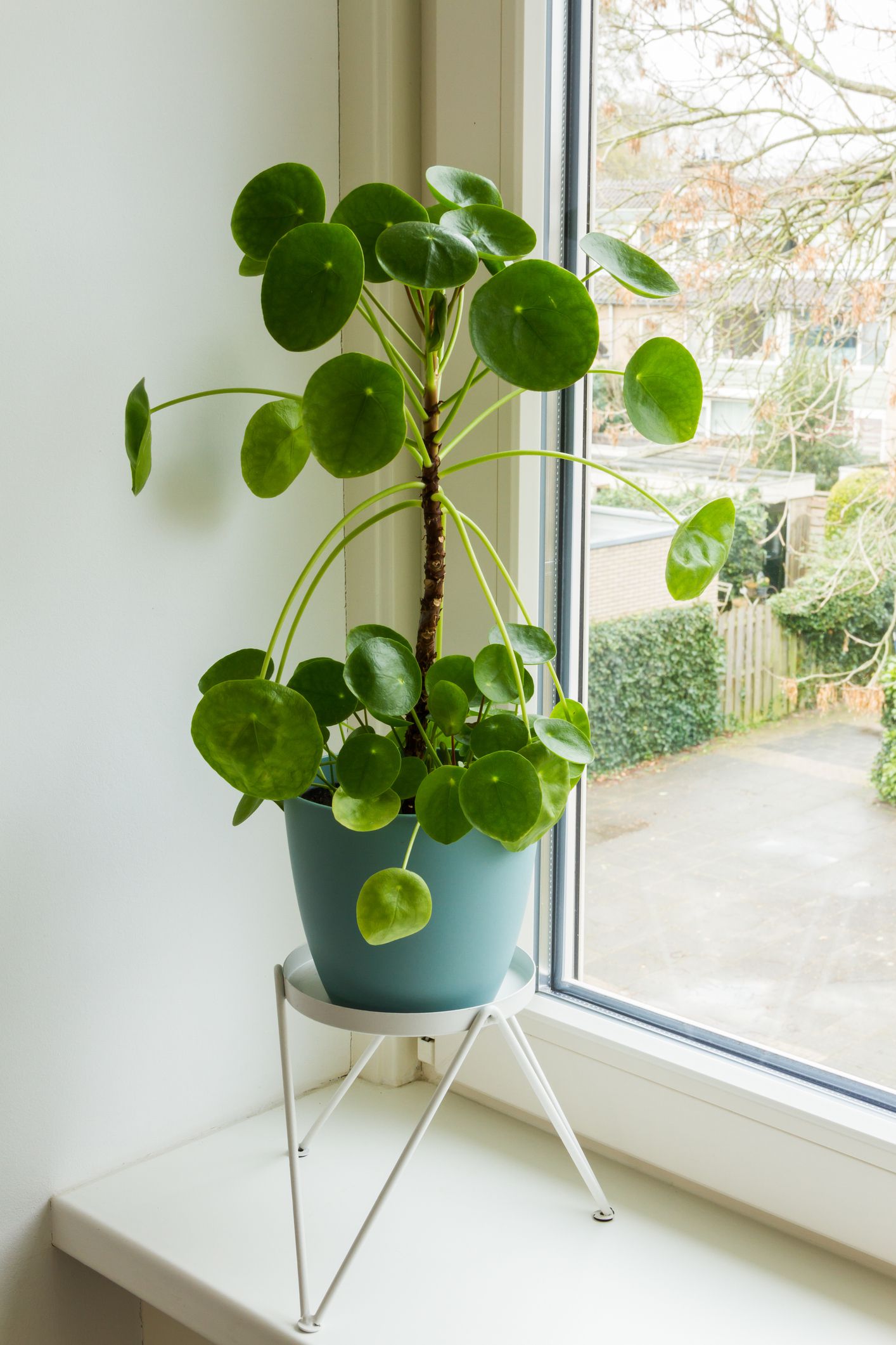 Pilea peperomioides Care: The Best Water, Light, and Fertilizer