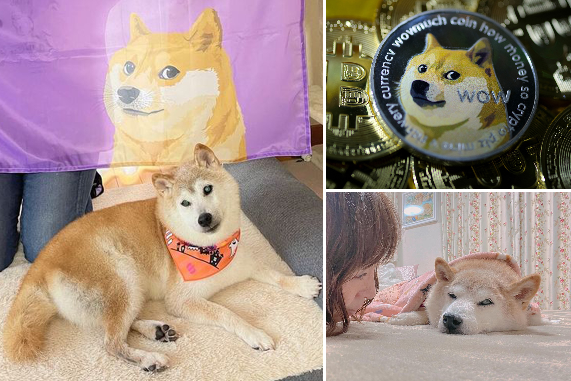 'Doge' Meme Shiba Inu Ill With Cancer, Liver Disease, Owner Says