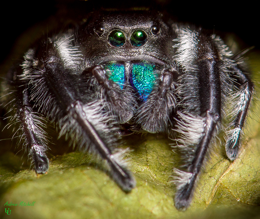 Regal Jumping Spider for Sale | Reptiles for Sale