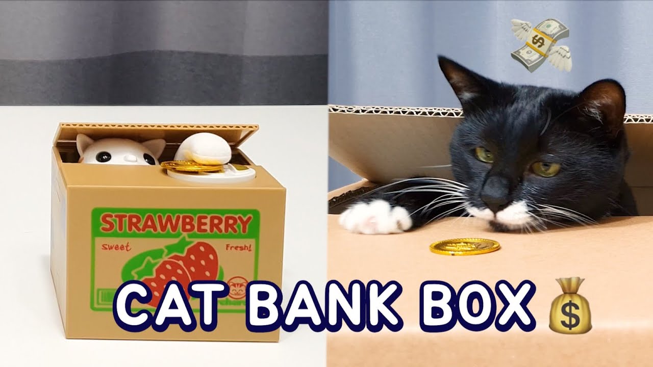 Cat Money Box - 24h delivery | getDigital