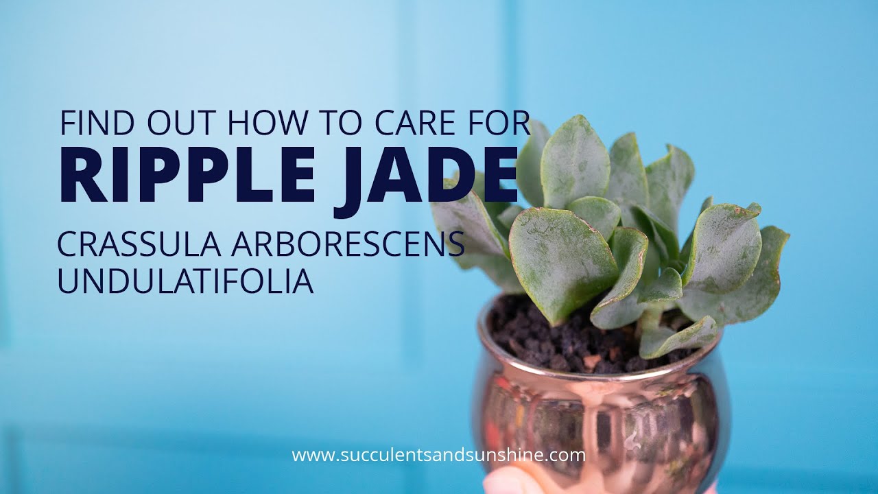 Crassula Ripple Jade – Fantastic Gardens