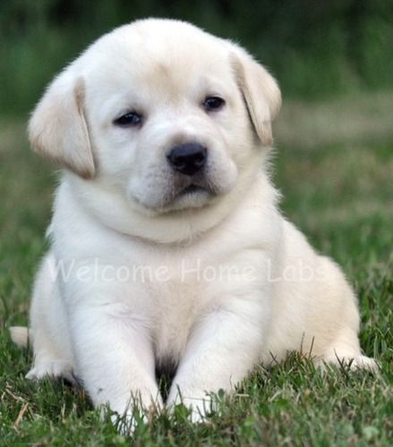 Labrador price in Kolkata | Purebred Lab puppy for sale