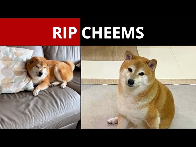Balltze, Real Dog Behind the Iconic ‘Cheems’ Doge Meme, Dies at 12 After Cancer Battle