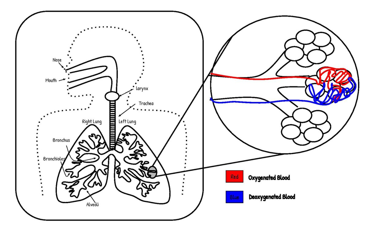 How Lungs Work | American Lung Association