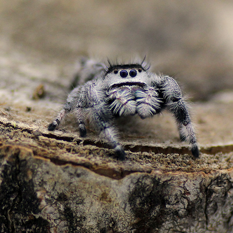 Jumping Spiders & Inverts | Mantis House