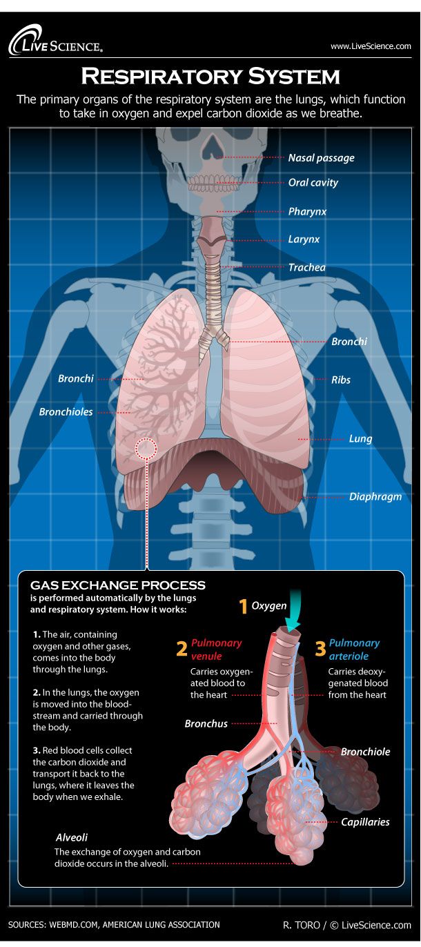 Systems of Gas Exchange – Concepts of Biology – 1st Canadian Edition