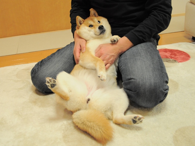 Shiba Inu Dog Who Inspired the Doge Meme Ill With Leukemia | Entrepreneur