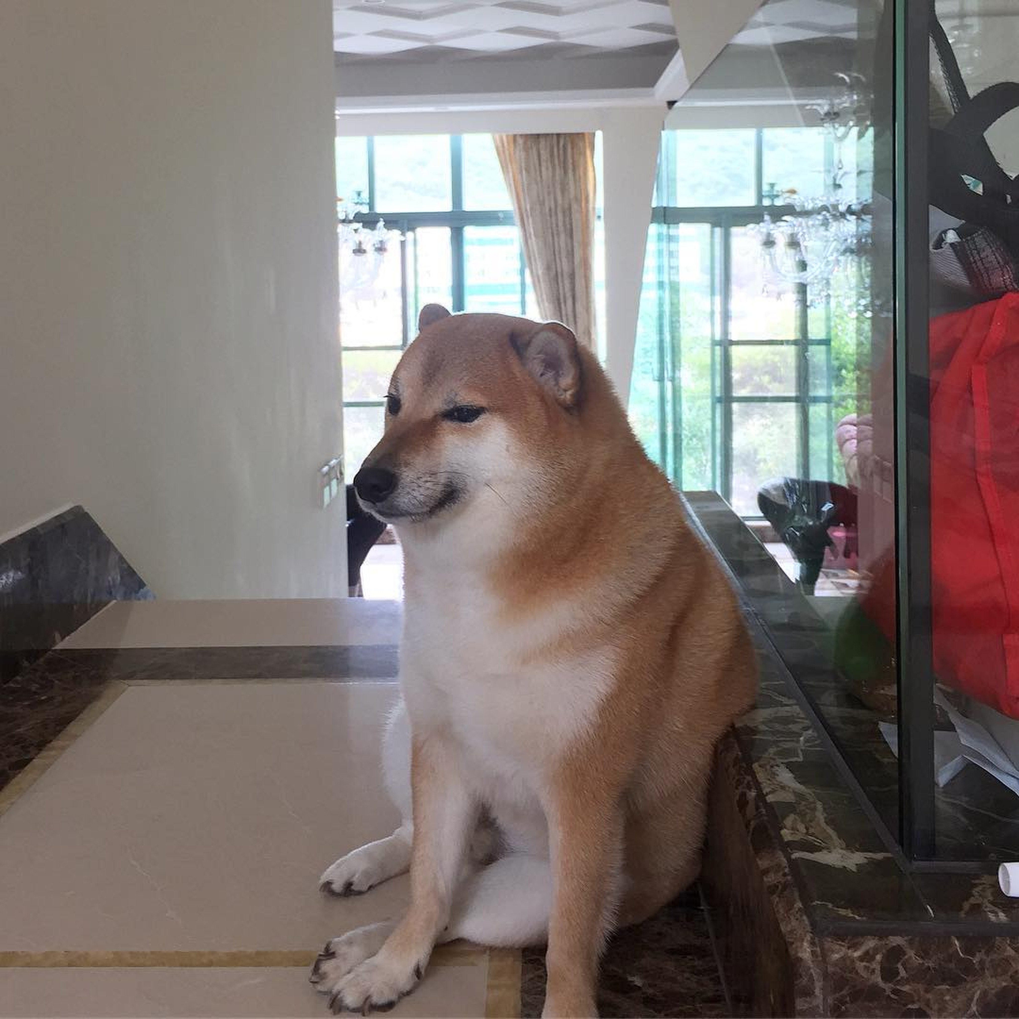 Shiba Inu Who Became Viral 'Cheems' Doge Meme Died After Cancer Battle