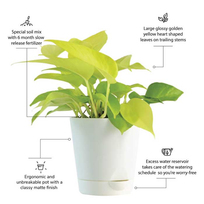 Chinese money plant: care & propagation - Plantura