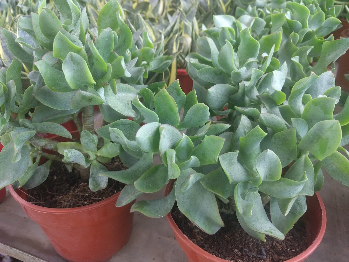 Crassula arborescens undulatifolia “Ripple Jade”™ – Altman Plants