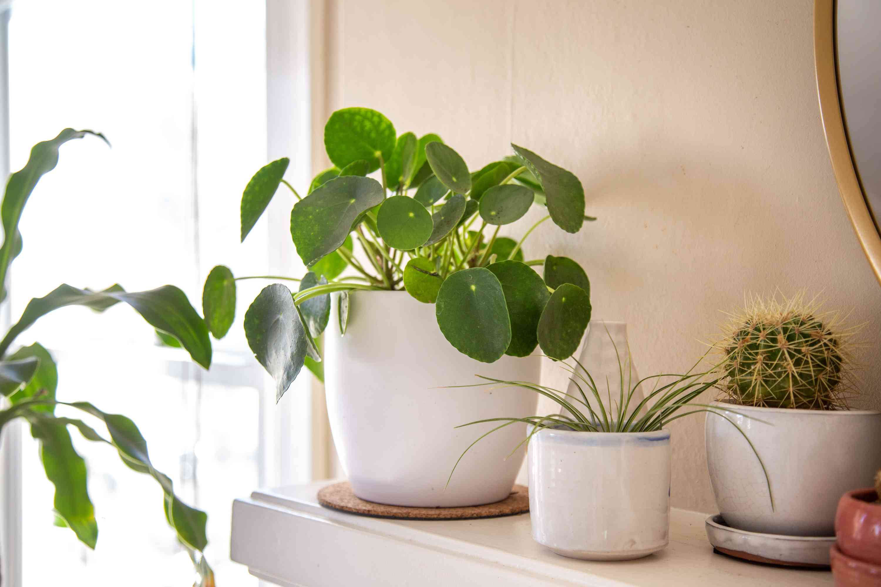 Beginner’s Guide to Caring for Chinese Money Plant (Pilea Peperomioides) – Garden Betty