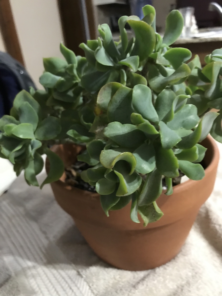 Crassula ovata undulatafolia Curly or Ripple jade – The Succulent Garden