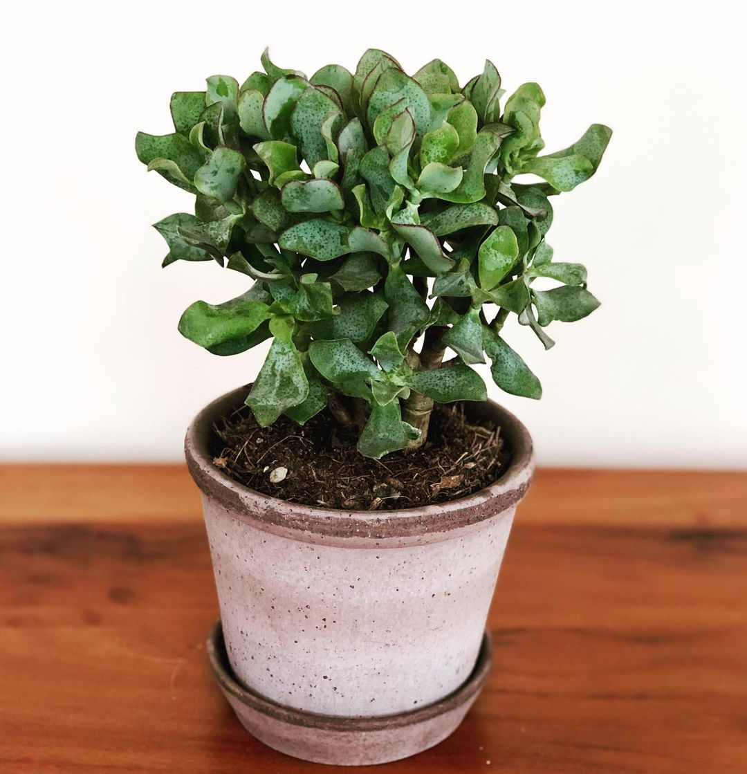 Crassula undulatifolia 'Ripple Jade' – Leaf & Clay