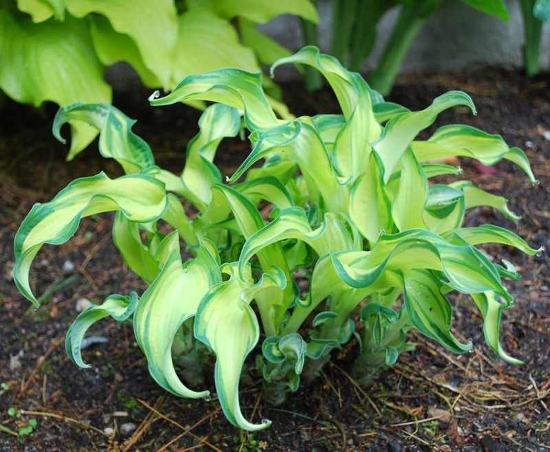 Hosta Ripple Effect For Sale – New Forest Hostas & Hemerocallis