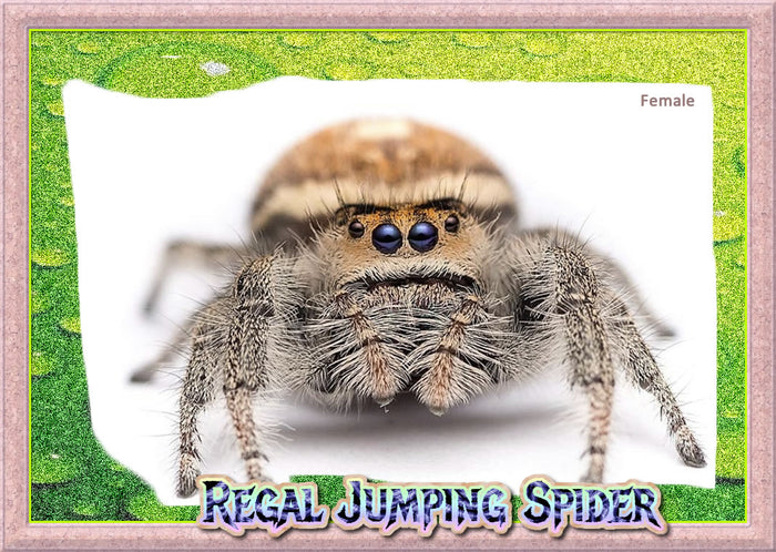 Home | Maple Phidippus: Canadian pet Jumping spider breeder