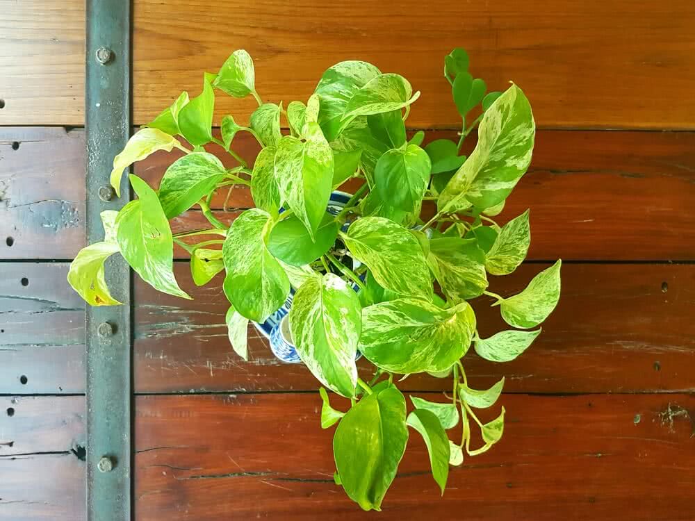 Chinese Money Plant Care Instructions