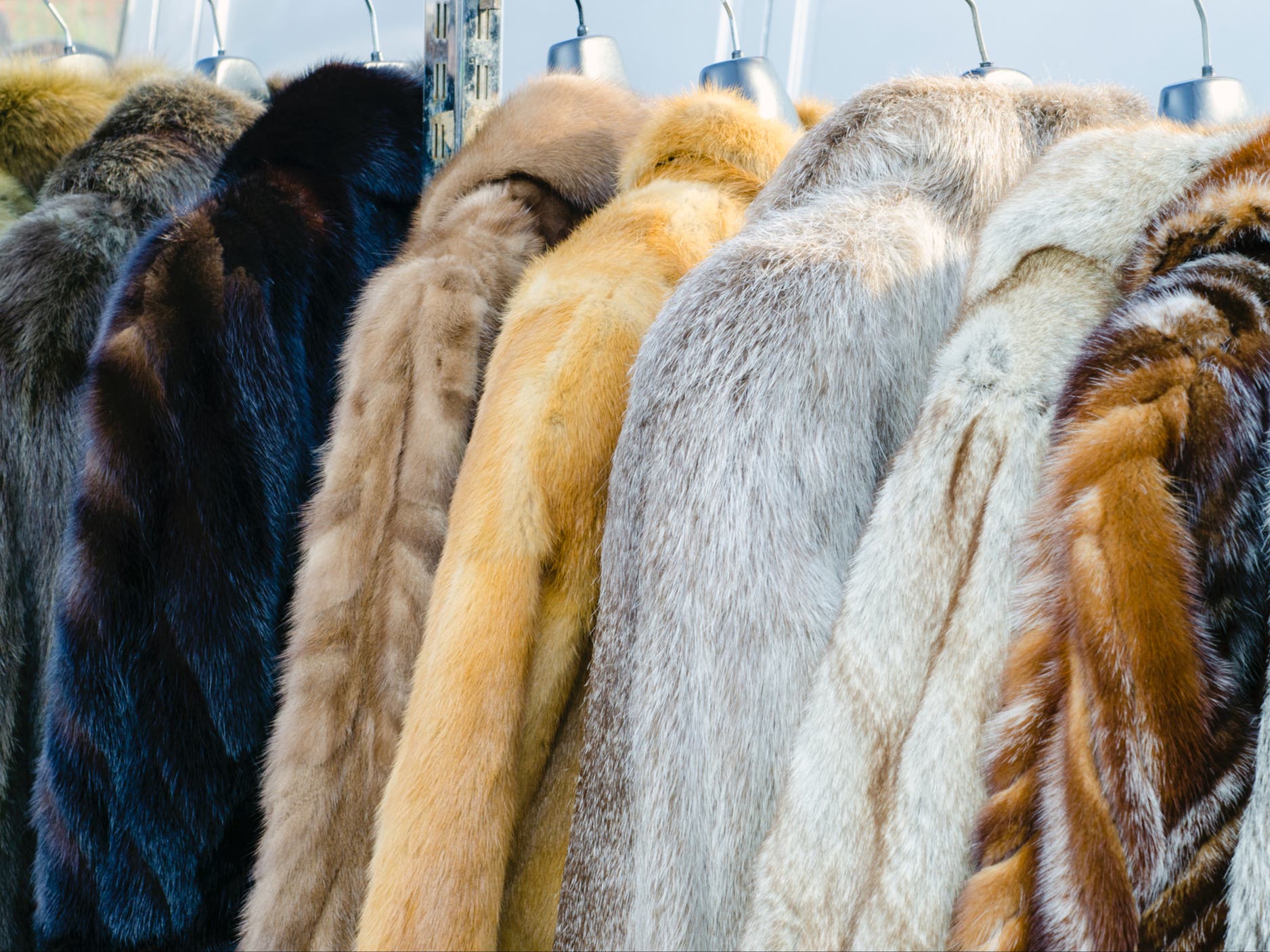 Buy or sell wild animal hides or antlers (native to Ontario) | bitcoinlove.fun