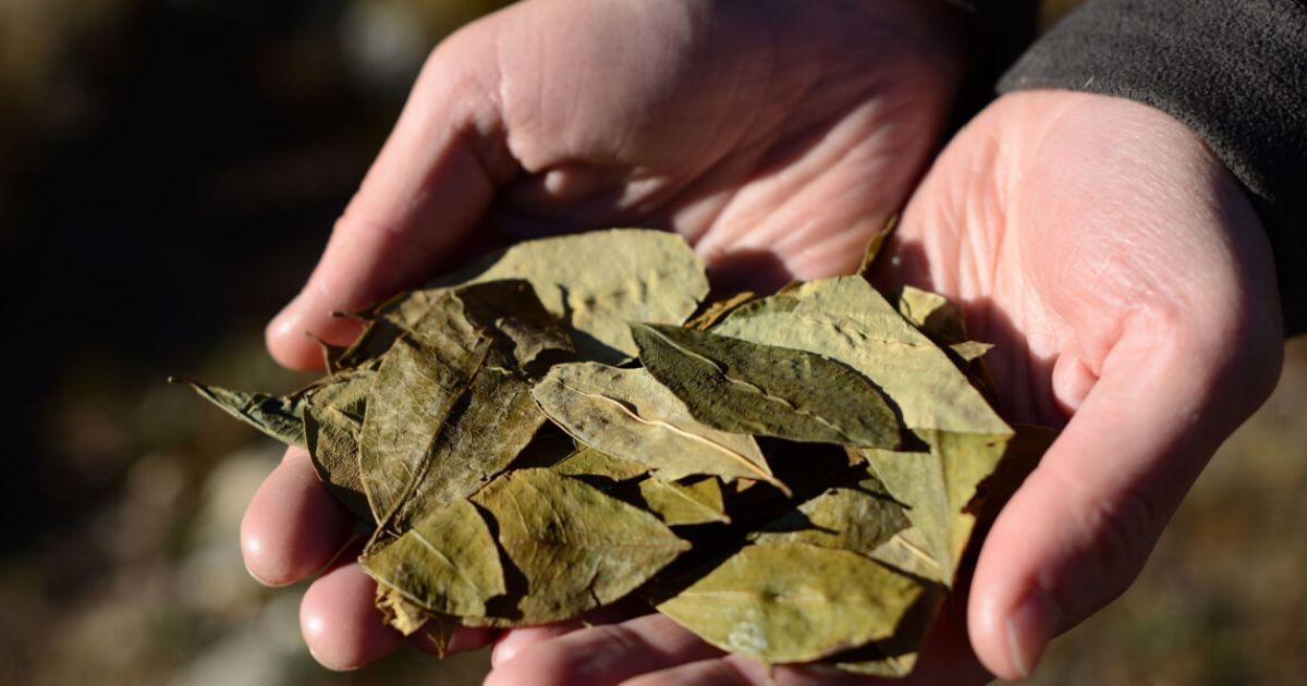 The Magic of the Coca Leaf - Vaya Adventures - Vaya Adventures