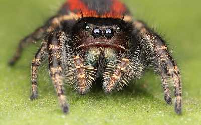 Jumping Spiders Archives - The Spider Shop