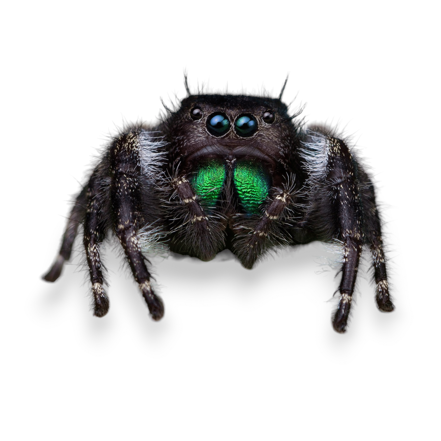 Buy Jumping Spiders - Insektenliebe