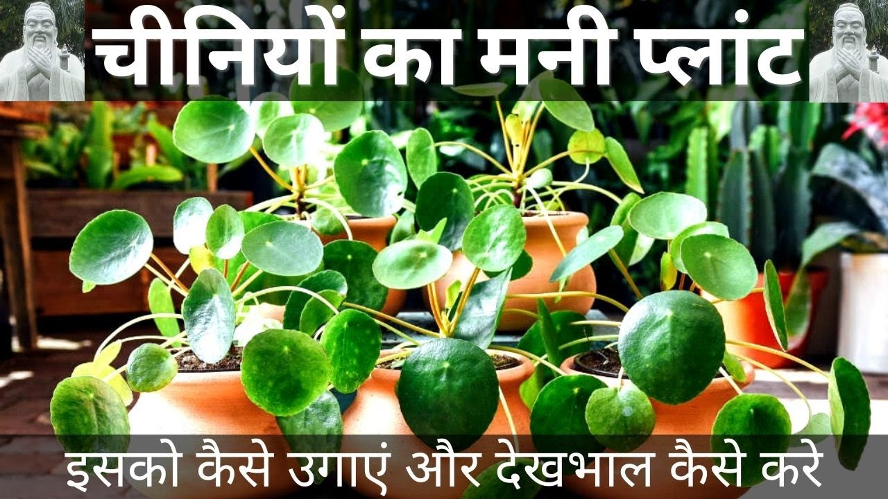 Buy Money Plant Sapling (1pc) - Rs/- sale online India