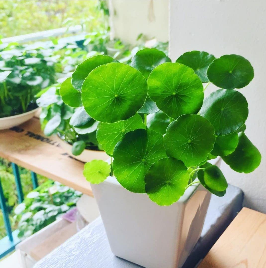 Money Plant: Perfect Plant For Health & Harmony – Bloombox Club