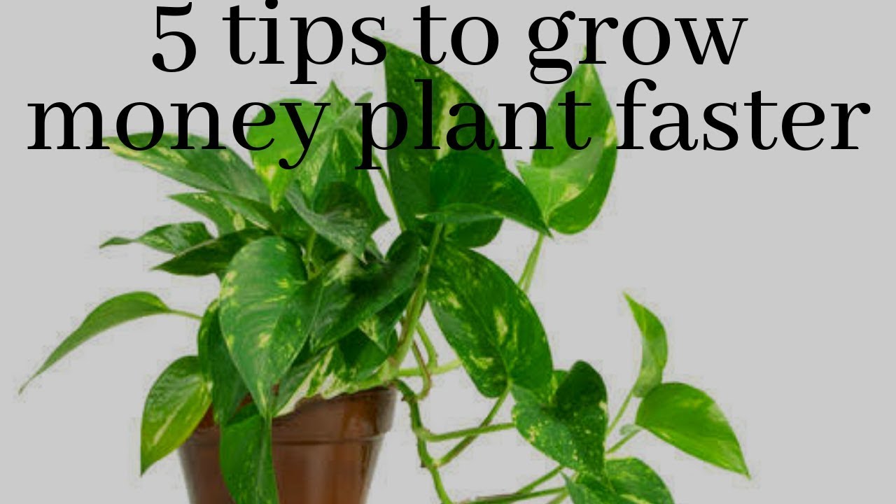 Pilea Peperomioides Care: Expert Tips for Thriving Plants | bitcoinlove.fun