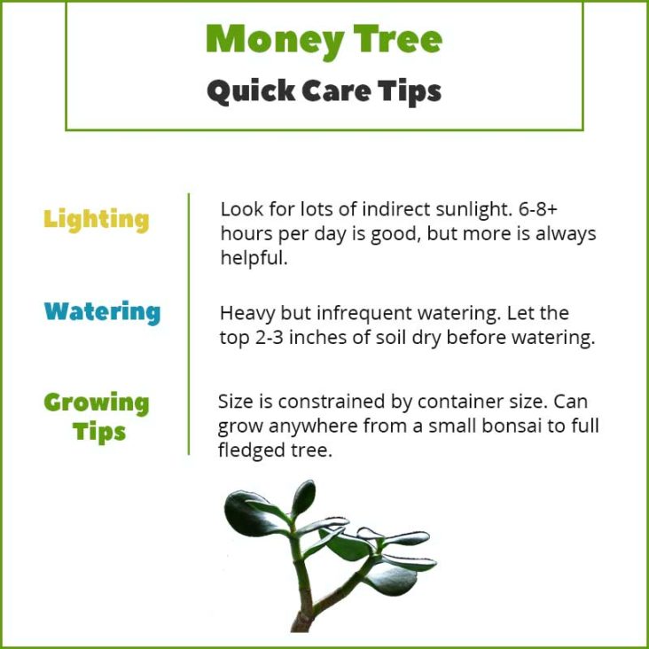 How to Grow a Chinese Money Plant | home