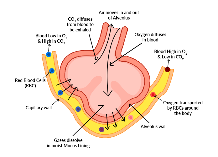 Systems of Gas Exchange – Biology