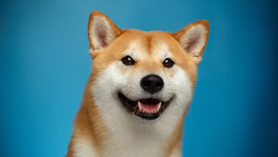 Claim DogeCoin APK Download - Free - 9Apps