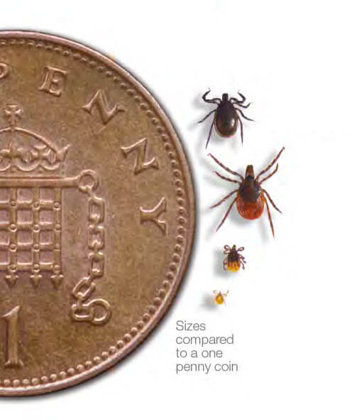 Size comparison: 1-cent Euro coin and an engorged tick фотография Stock | Adobe Stock