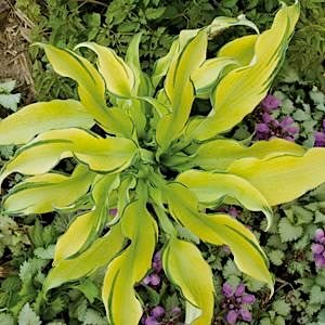 Hosta Ripple Effect | Rewelahostas