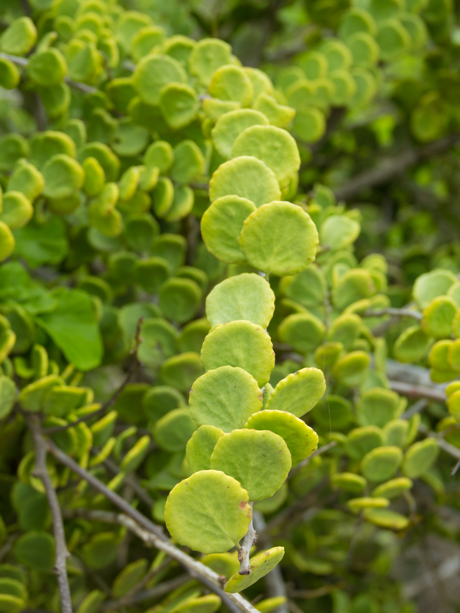 Peperomia 'Pepperspot' (Green Coins) – Underleaf