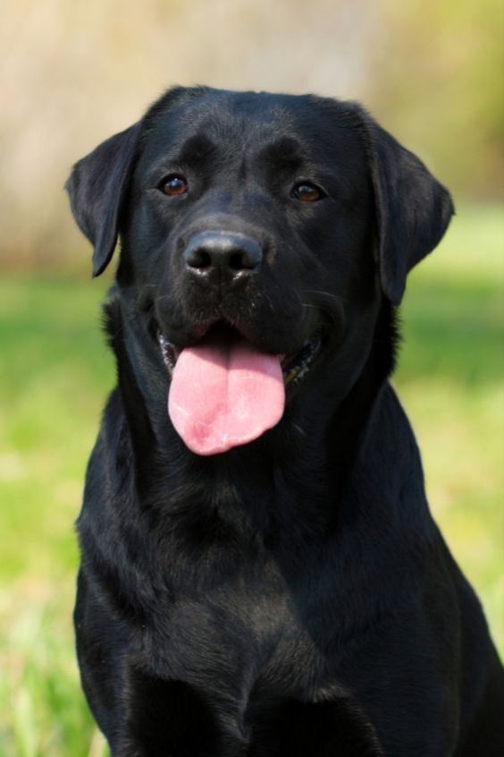 Labrador Dog price in Kerala