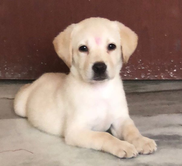 What is the cost of a Labrador Retriever puppy in India?